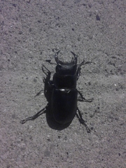 Lucanus barbarossa