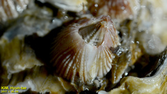 Balanus trigonus