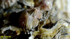 Balanus trigonus