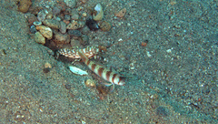 Amblyeleotris arcupinna