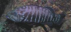 Cephalopholis panamensis