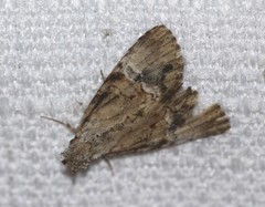 Alophosoma emmelopis