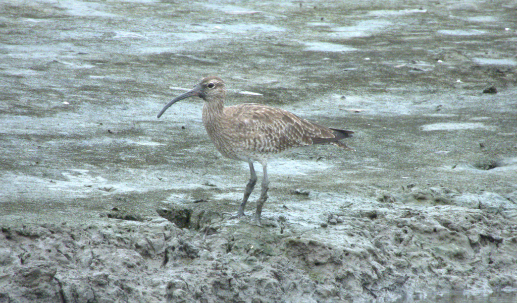 Eurasian Whimbrel (Numenius phaeopus)