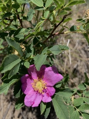 Rosa nutkana hispida