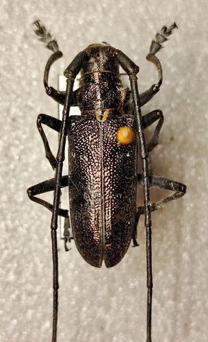 Pine Sawyer Beetle