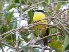 Phelpsia inornata
