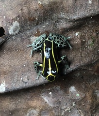 Ranitomeya variabilis