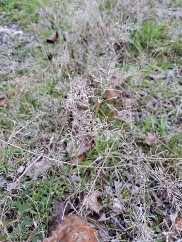 Little Lovegrass (Eragrostis minor)