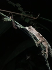 Anolis scypheus