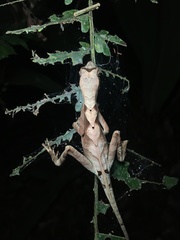 Anolis scypheus