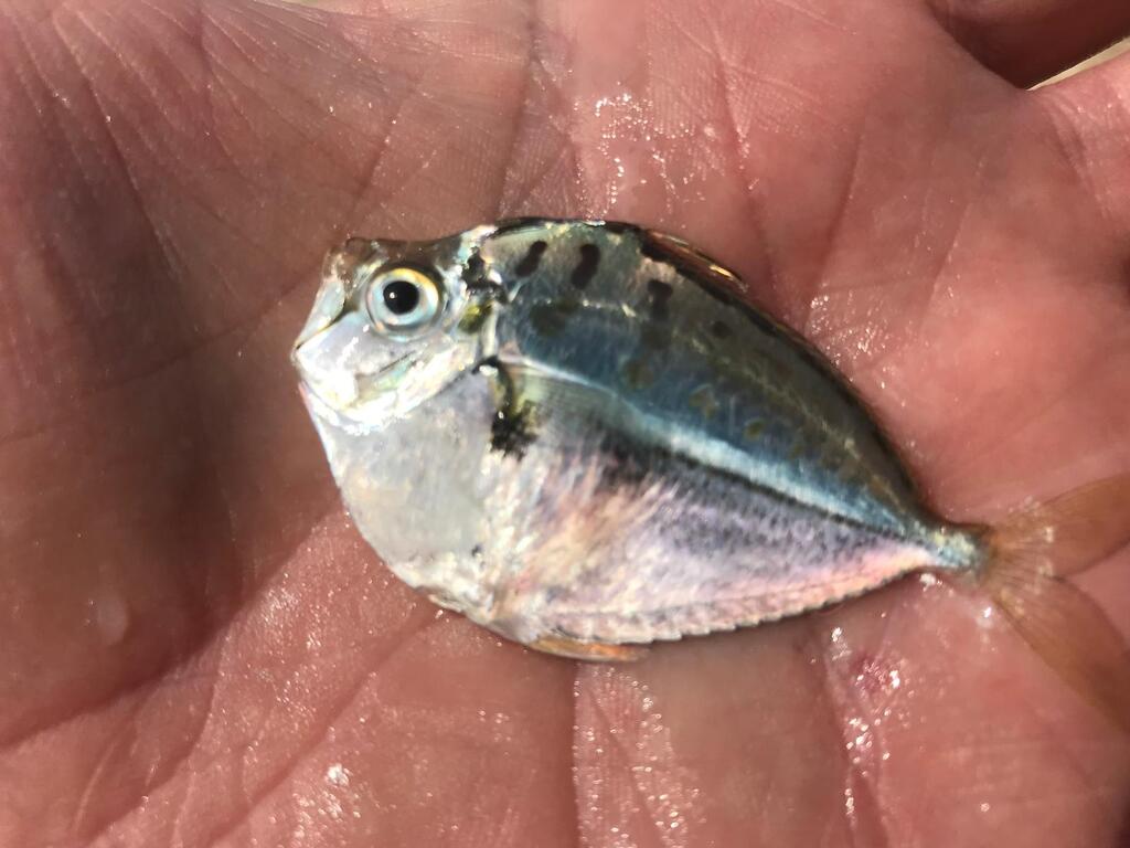 Dwergponyvis (Secutor ruconius) — Leiognathidae