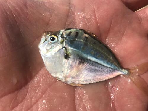 Deep pugnose ponyfish (Secutor ruconius) — Leiognathidae