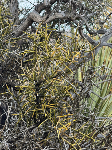 crown of thorns (Koeberlinia spinosa)