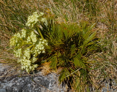 Aciphylla similis