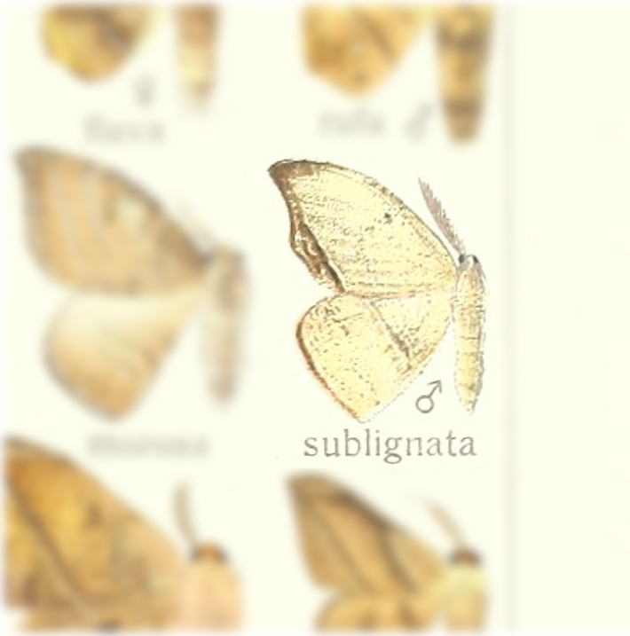 Canucha sublignata