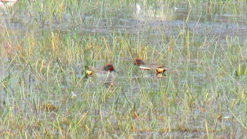 Green-winged Teal