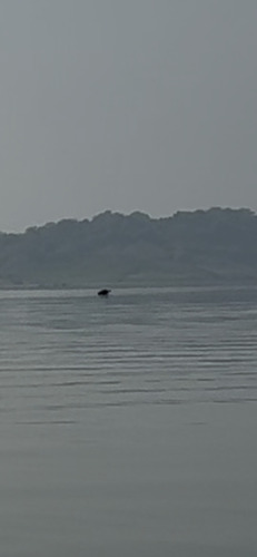 Ganges River Dolphin