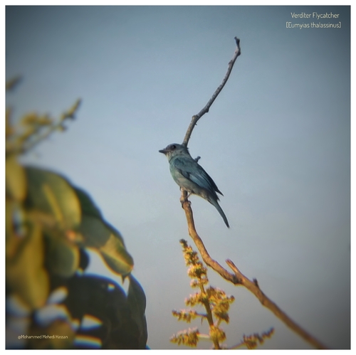 Verditer Flycatcher