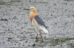 Javan Pond Heron photo 2