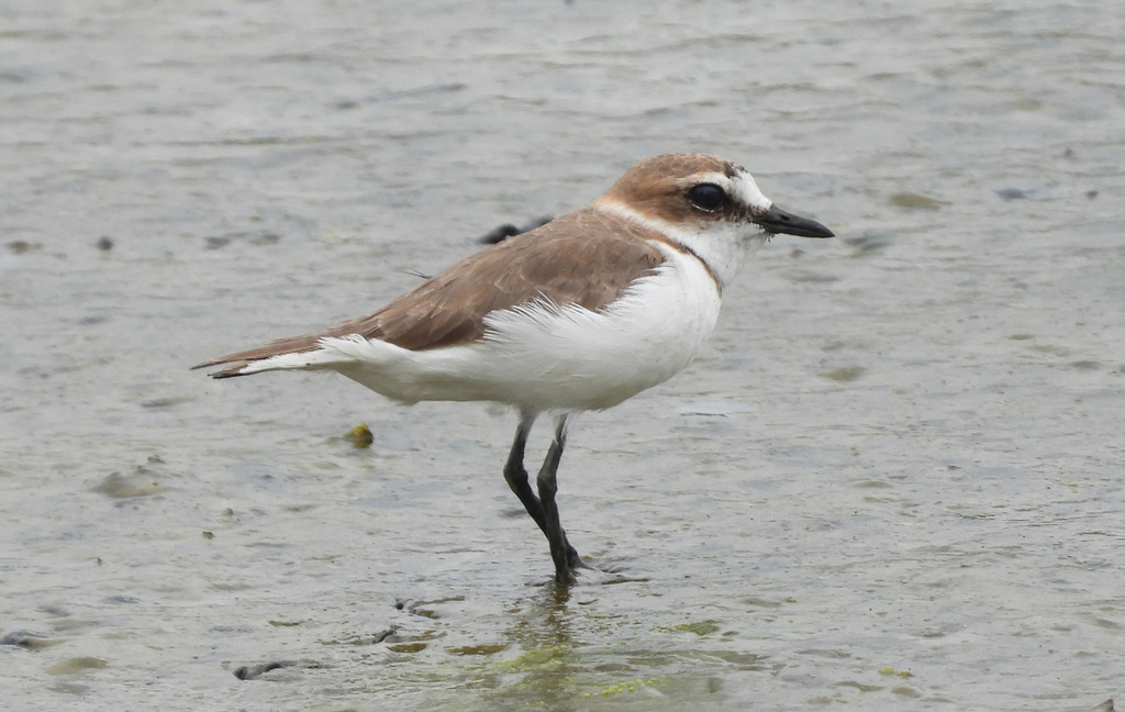 Javan Plover (Anarhynchus javanicus) photo