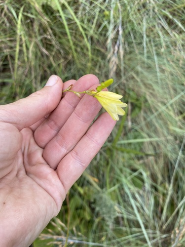 Tritonia gladiolaris, photograph 4