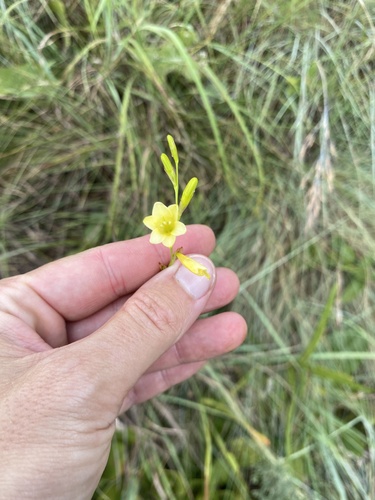Tritonia gladiolaris, photograph 5