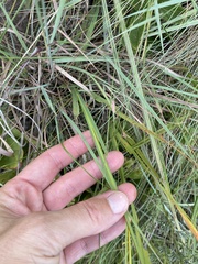 Tritonia gladiolaris, photograph (c) Sunčana Bradley, some rights reserved (CC BY)