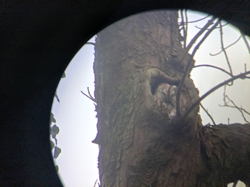 View observation of {o.common_name} on iNaturalist