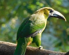 Aulacorhynchus prasinus caeruleogularis