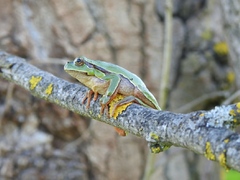 Hyla molleri