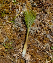 Aciphylla similis