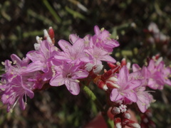 Limonium tuberculatum, photograph (c) Christian Berg, some rights reserved (CC BY)