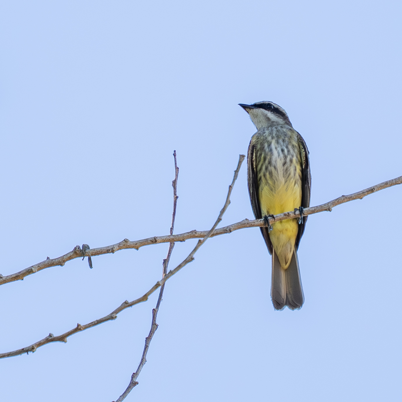 Piratic Flycatcher (Legatus leucophaius), photo 3