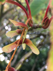 Acer capillipes