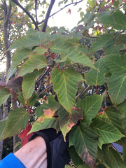 Acer capillipes