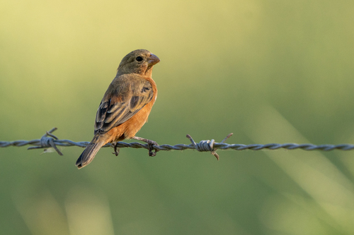 Ruddy-breasted Seedeater (Sporophila minuta), photo 2