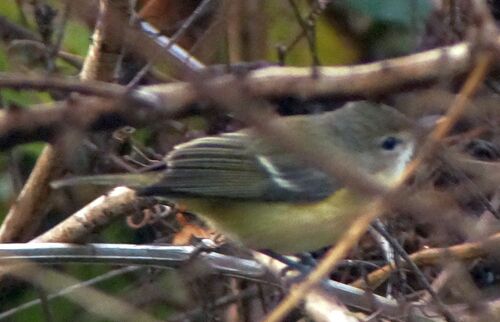 Bell's Vireo (Vireo bellii)