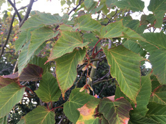 Acer capillipes