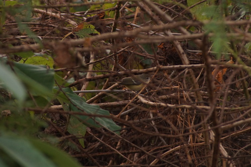 Bell's Vireo (Vireo bellii), photo 2