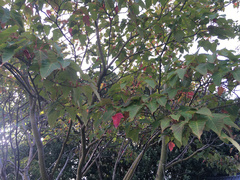 Acer capillipes
