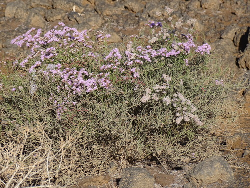 Limonium tuberculatum, photograph 3