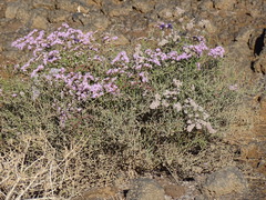 Limonium tuberculatum, photograph (c) Christian Berg, some rights reserved (CC BY)