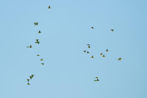 Finsch's Parakeet (Psittacara finschi), photo 10
