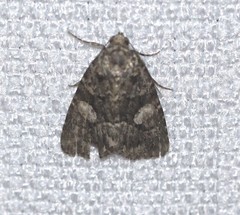 Condica macrosema