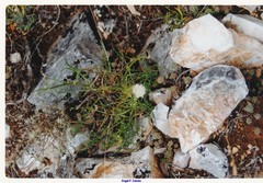 Petrosedum sediforme