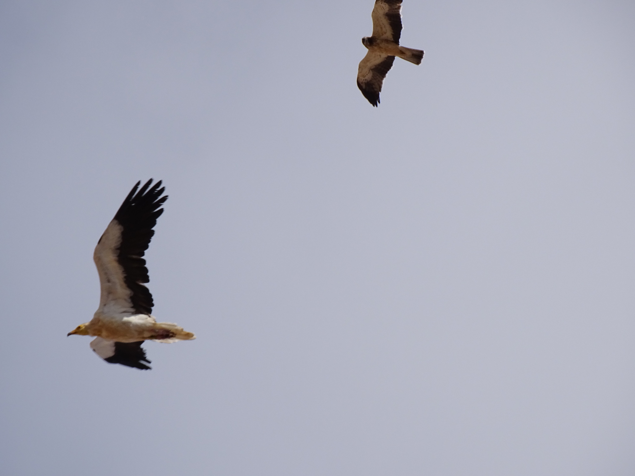Egyptian Vulture (Neophron percnopterus), photo 5