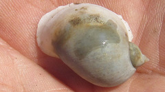 Ampullaceana balthica