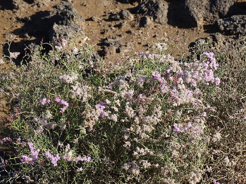 Limonium tuberculatum, photograph 4