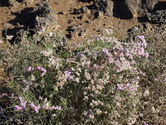 Limonium tuberculatum, photograph (c) Christian Berg, some rights reserved (CC BY)