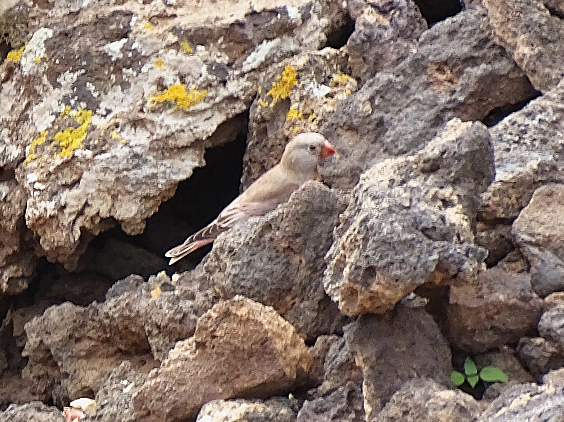 Trumpeter Finch (Bucanetes githagineus), photo 3